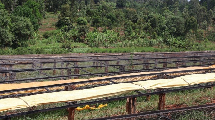 Kenya Karimikui PB - Roasting profile: Filter, Weight: 200g