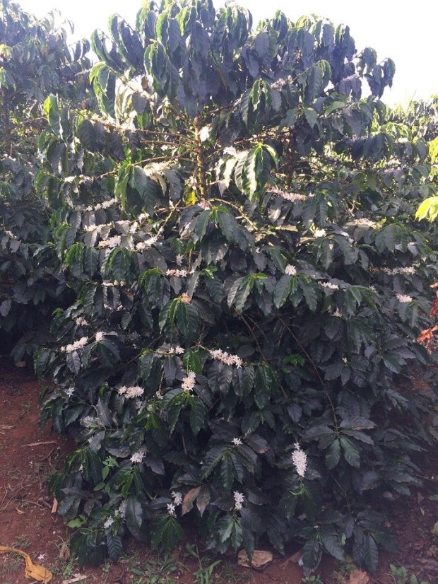 Kenya Karimikui PB - Roasting profile: Filter, Weight: 200g
