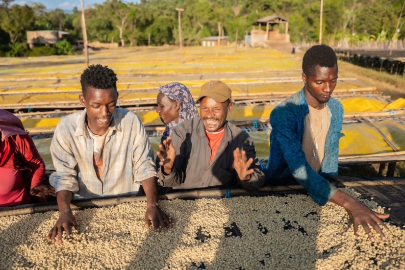 Ethiopia Bemen Halo Beriti - Roasting profile: Filter, Weight: 200g