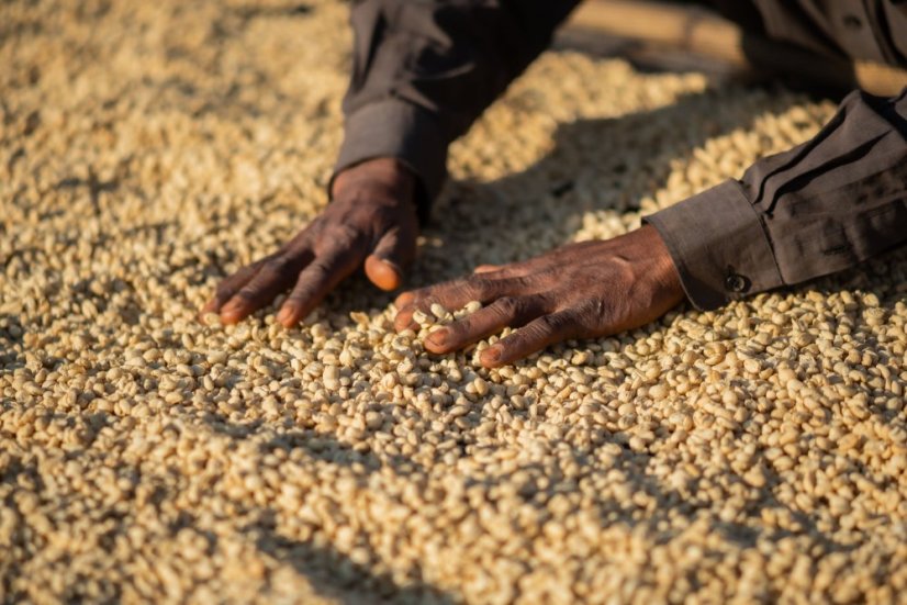 Ethiopia Bemen Halo Beriti - Roasting profile: Filter, Weight: 200g