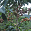 Colombia Neuva Zelandia - Roasting profile: Espresso, Weight: 200g