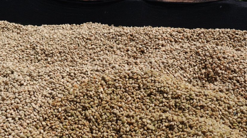 Kenya Karimikui PB - Roasting profile: Filter, Weight: 200g