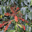 Colombia Neuva Zelandia - Roasting profile: Espresso, Weight: 200g
