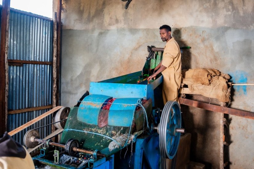 Ethiopia Bemen Halo Beriti - Roasting profile: Filter, Weight: 200g