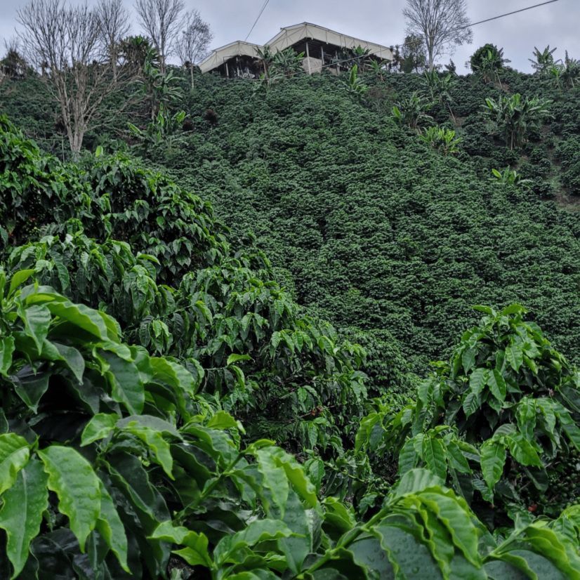 Colombia Neuva Zelandia - Roasting profile: Espresso, Weight: 200g