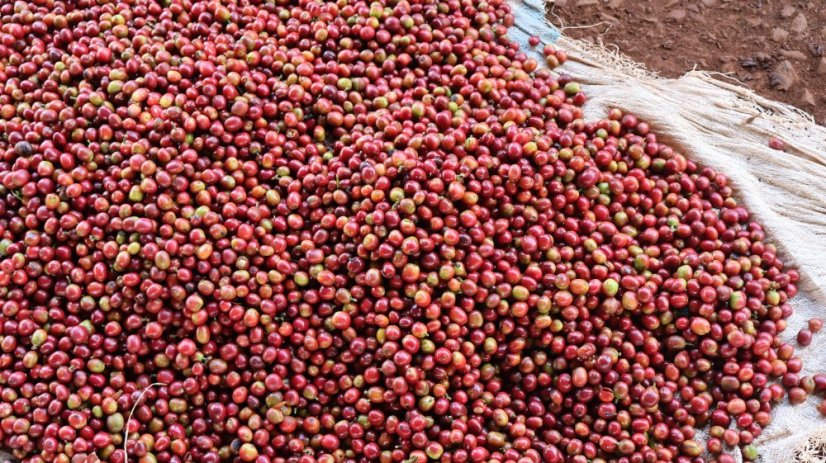 Kenya Karimikui PB - Roasting profile: Filter, Weight: 200g