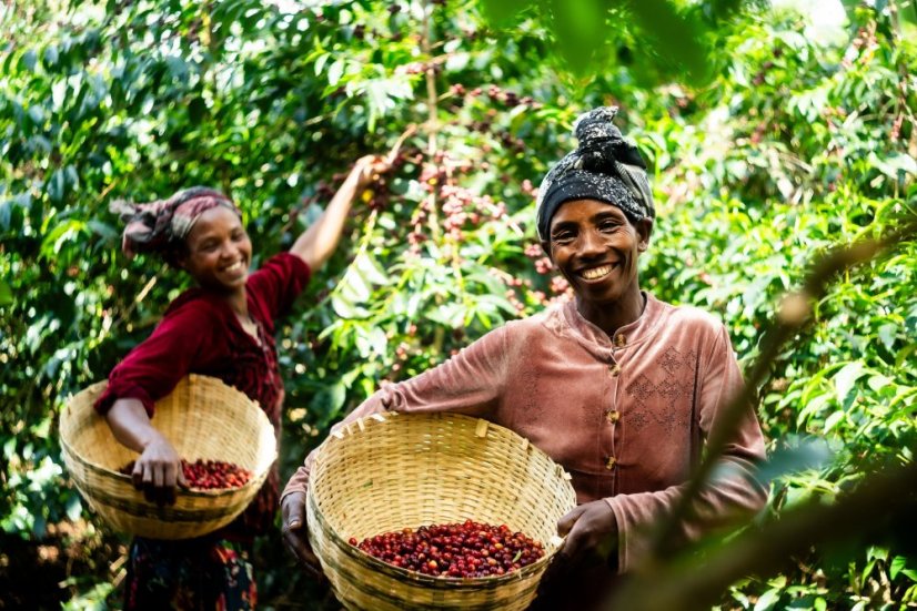 Ethiopia Bemen Halo Beriti - Roasting profile: Filter, Weight: 200g