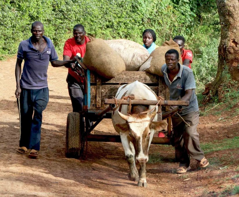 Kenya Kiangoi