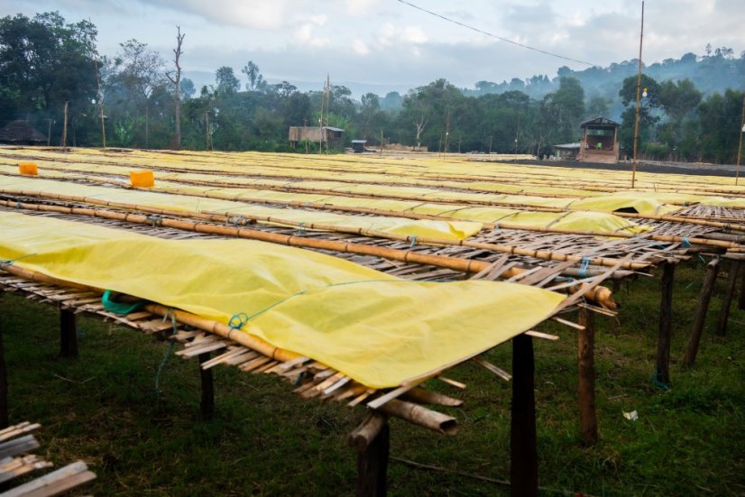 Ethiopia Bemen Halo Beriti - Roasting profile: Filter, Weight: 200g